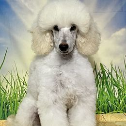 Spirit - Poodle