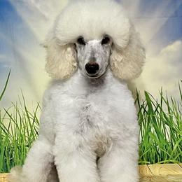 Spirit - Poodle