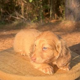 Sarah - Red female Dachshund puppy in Bald Knob, Arkansas from Victoria’s Dachshunds