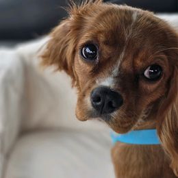 Ruby - Cavalier King Charles Spaniel