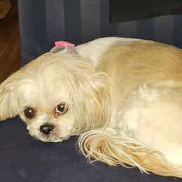 Cavatzu puppies from Pulley Puppies