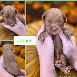 James - Apricot male Goldendoodle puppy in Decatur, Tennessee from Diamond's Doodles