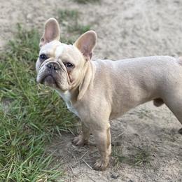 Prince - French Bulldog