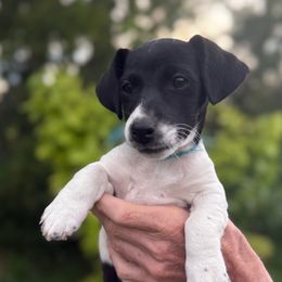 Copyu - White and black male Russell Terrier puppy in Great Falls, Montana from VS Golden Fields
