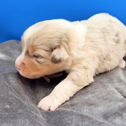 Pink Collar RMF - Red merle female Miniature American Shepherd puppy in Lexington, Kentucky from Deuce's Den