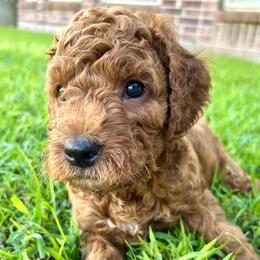 Goldendoodle and Poodle Puppies from Little Potatoes