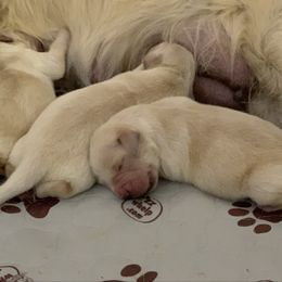 Cream Girl 1 - Light golden female Golden Retriever puppy in Sun City, California from Benjamin Irving Goldens