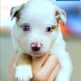 Bronte - Red merle male Miniature Australian Shepherd puppy in Punta Gorda, Florida from Christie's Creekside Aussies