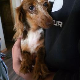 Princess - Dapple female Dachshund puppy in West Plains, Missouri from Spring Creek Dachshunds