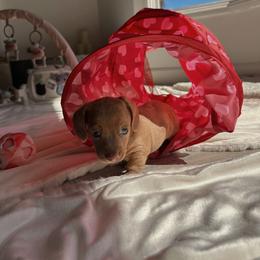 Clara - Dapple female Dachshund puppy in San Diego, California from Enchantables