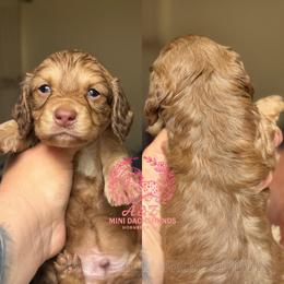 Po - Cream male Dachshund puppy in Hornbeck, Louisiana from A&Z Mini Dachshunds