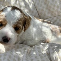 Louisa Mae - Parti female Goldendoodle puppy in China Grove, North Carolina from Lasting Legacy Family Dogs