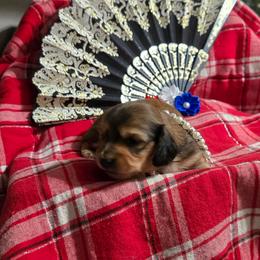 Dachshund Puppies from Snuggle Snoot Doxies