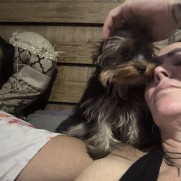 Jet - Yorkshire Terrier