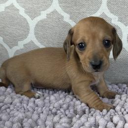 AKC Girl 1 - Red female Dachshund puppy in Joshua Tree, California from Desert Dreams Ranch