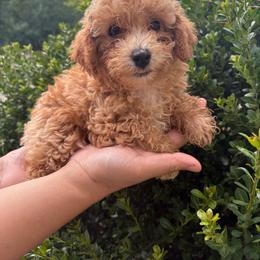Milo - Sable male Poodle puppy in Plano, Texas from Dogs lovers