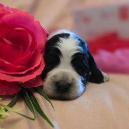 Snowflake - Tri-Roan female English Springer Spaniel puppy in Cookeville, Tennessee from Krossroads Kennel
