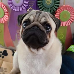 Simon - Pug