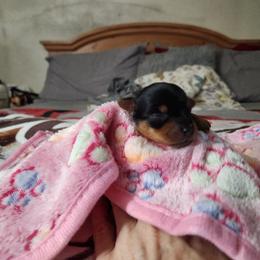 Belaire - Black and tan female Yorkshire Terrier puppy in Sidney, Ohio from Little Yorkie World