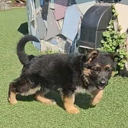 Pink - Black and red female German Shepherd puppy in Puyallup, Washington from Majestic Royal German Shepherd’s