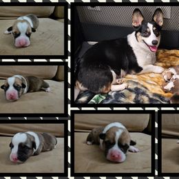 Pembroke Welsh Corgi and Saint Bernard Puppies from Middle Georgia Saints and Corgis