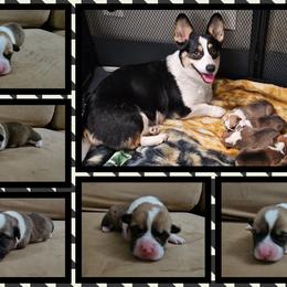 Pembroke Welsh Corgi and Saint Bernard Puppies from Middle Georgia Saints and Corgis