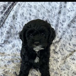 Cockapoo and Cocker Spaniel Puppies from Penny’s Perfect Pups