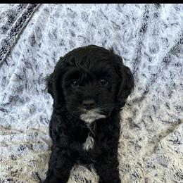Cockapoo and Cocker Spaniel Puppies from Penny’s Perfect Pups