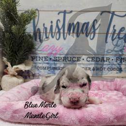 Blue Merle Mantle Girl - Mantle merle female Great Dane puppy in Longview, Texas from Lazy A Danes