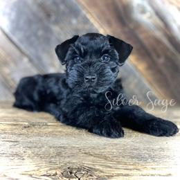 Boy 1 - male Miniature Schnauzer puppy in Weston, Idaho from Silver Sage Schnauzers