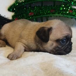 Girl 2 - female Pug puppy in Blountsville, Alabama from Rock Springs Pugs