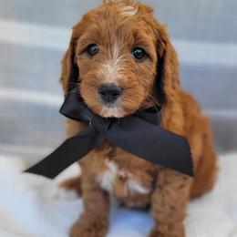 Marina - Red  male Goldendoodle puppy in Warrior, Alabama from Elite Goldendoodles and Bernedoodles