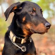 Littermate - Black and rust Beauceron puppy in Patten, Maine from Beaucerons De La Valle Katahdin