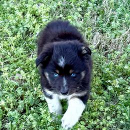 Mack - Black tri-color male Australian Shepherd puppy in Mount Vernon, Texas from RJ's Aussie Posse