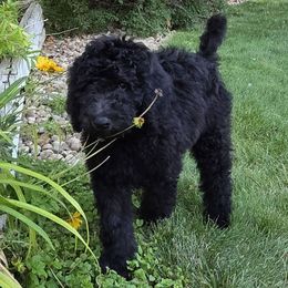 Arwen - Black female Poodle puppy in Aurora, Colorado from Simply Amazing Doodles