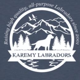 White - Black female Labrador Retriever puppy in Siloam Springs, Arkansas from Karemy Kennels (Karemy Labradors)