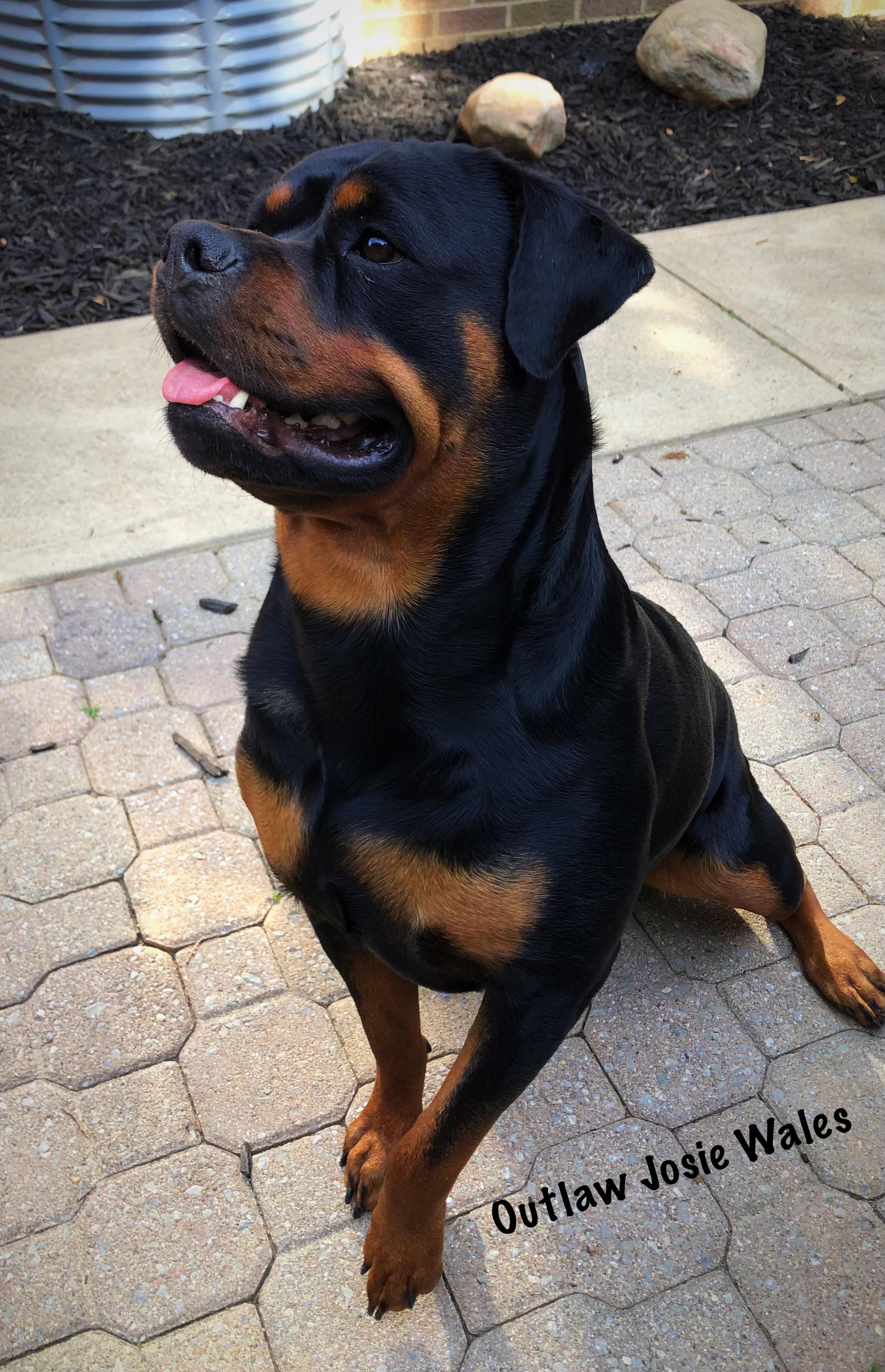 Alpha Co. Rottweilers in Indiana | Rottweiler puppies | Good Dog