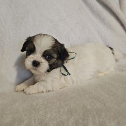 Gizmo - Tricolor male Shih Tzu puppy in Vernon, Texas from Jennifer's Shih Tzus