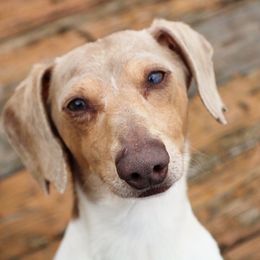 Leroy - Dachshund