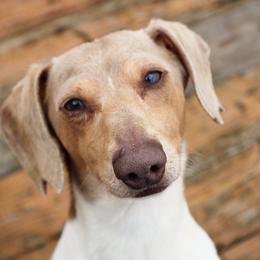 Leroy - Dachshund