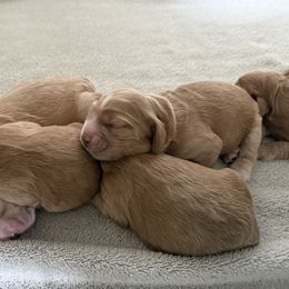 Cocker Spaniel puppies from Grace Cocker Spaniels