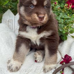 Girl 2 - Red and white female Siberian Husky puppy in Tulsa, Oklahoma from EvergreenEliteKennel
