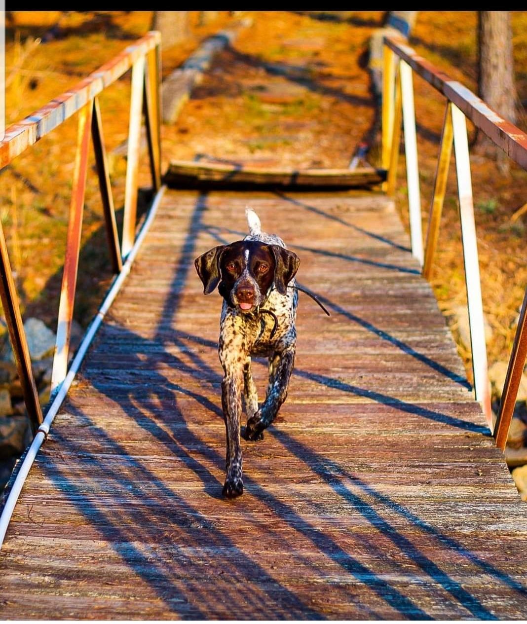 LaDoga Pointers in Georgia | German Shorthaired Pointer puppies | Good Dog