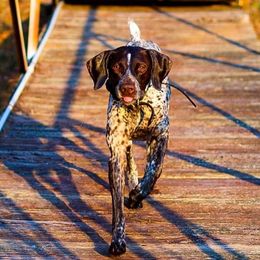 German Shorthaired Pointers from LaDoga Pointers