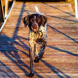 German Shorthaired Pointers from LaDoga Pointers