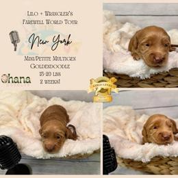 New York - Red  male Goldendoodle puppy in Haltom City, Texas from Ohana Doodles