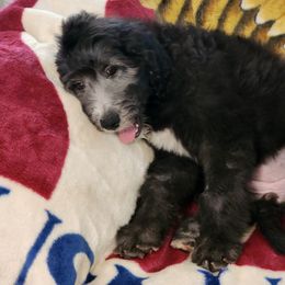 Goldendoodle Puppies from Country Pups Doodles