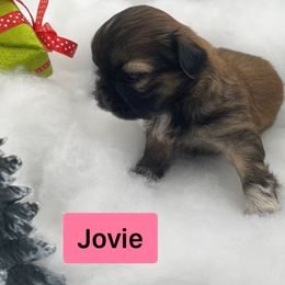 Shih Tzu Puppies from Sun Shih Tzu