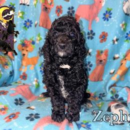 Zephyr - Parti female Poodle puppy in Winston Salem, North Carolina from Bewitching Kennels