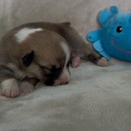 AKC Red Blue - Red male Pembroke Welsh Corgi puppy in Summerfield, Florida from Promise Land Farm